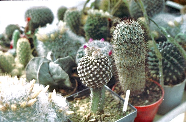 Pichlavá krása- kaktusy