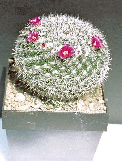 Pichlavá krása- kaktusy